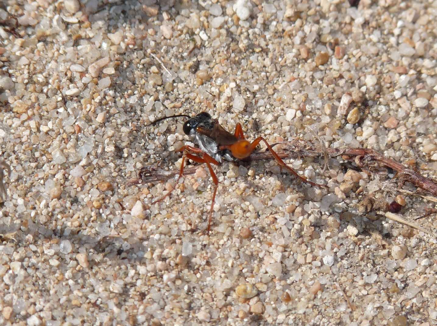 Ammophila heydeni rubriventris che lavora alla tana